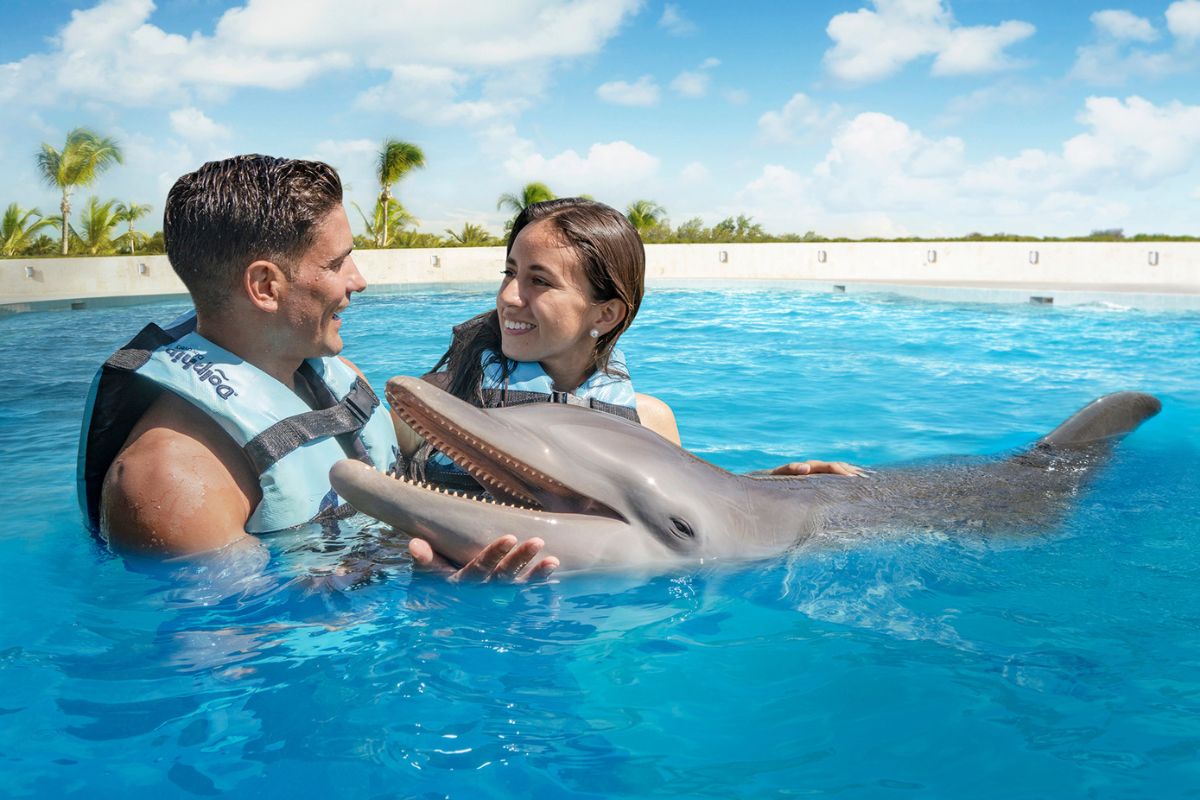 Exclusive swim with dolphins